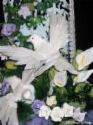 Doves - In ornithological practice there is a tendency for 'dove' to be used for smaller species and 'pigeon' for larger ones.