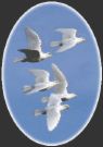 Doves - The order presented here follows Baptista et al. (1997) with some updates (Johnson & Clayton 2000, Johnson et al. 2001, Shapiro et al. 2002).
