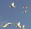 Doves - This ambiguity, probably caused by Long branch attraction, on the other hand seems to confirm that the first pigeons evolved in the Australasian region.