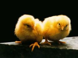 chicks - chicks