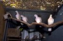 Doves - In Europe the Wood Doves is commonly shot as a game bird, while Rock Doves were originally domesticated as a food species, and many breeds were developed for their meat-bearing qualities.