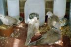 Doves - Dove is about 12' from tail to head. The original wild coloring is quite beautiful as are the over Forty aknowledged color mutations/combinations.