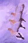 Doves - For the considerable number of more recently extinct prehistoric species, see the respective genus accounts.
