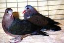 Doves - The extinction of the Passenger Pigeon was at least partly due to shooting for use as food.