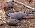 Doves - The Wild colored bird has brown and grey feathers on the back and wings with a rich rose colored head and breast and a black neck ring.