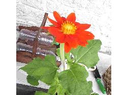mexican sunflower - Mexican sunflower with yellow center and red-orange petals. Grown right from the seed!