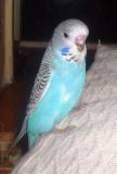 Budgies - Budgies or the Budgerigar (a word no one uses) are wonderful birds.  They are small, come in many exotic bright colors, are long lived, and FUN!!!   They are highly  social birds and watching them interact is very entertaining.