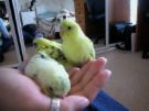 Budgies - Budgies hail from the grasslands of Australia and were introduced to Europe in the mid 1800s by the famous ornithologist John Gould.   They were successfully bred in captivity and soon color mutations appeared.  Budgies gained worldwide popularity after WWII. Today, Budgies are the most popular pet bird in the world.