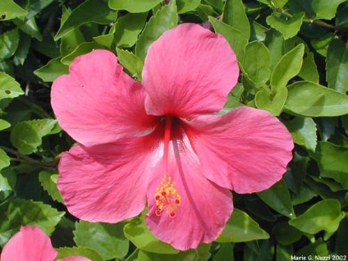 hibiscus - hibiscus