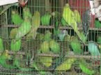 Budgies - Budgies belong to the parrot family.  They have hooked bills and thick tongues, and like all other parrots, they have the reversed, or climbing foot--two toes face front, two back.   They are among the smallest breeds in the parrot family.