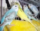Budgies - American budgies (or pet budgies) are similar in size to the wild budgie of Australia.  In the wild, the budgie's natural color is green.  The American budgie is the bird typically sold in pet stores.