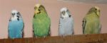 Budgies - English budgies (or exhibition budgies) are larger than the wild Australian parakeets.  Their larger size is due to selective breeding and they have larger crests than the American (or pet) variety.
