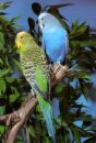 Budgies - Budgies are extremely sociable  and enjoy each others company.   Unless you plan to spend a lot of time with your budgie, be sure to buy more than one.  Kept alone, without extensive interaction with other birds or humans, a budgie will become depressed and not eat well and generally not thrive.