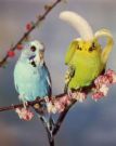 Budgies - The more time you spend with your budgie(s), the more you will enjoy them.  If you want to tame your budgie, you need to start with just the one bird.  Keeping a single budgie is a big responsibility, because you are in essence signing up to be its buddy.