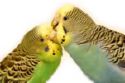 Budgies - Budgies have unique personalities.  Some are quiet timid, while others are bold and extremely curious.   By carefully observing your bird you will learn what your bird is like and the key to his/her heart.  There are many good articles on budgie taming on the internet.