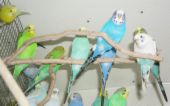Budgies - Keeping a group of budgies is equally fun. They are very entertaining to watch. Their chatter is perky and bright.  Budgies are great house pets because they are not loud like many other breeds.