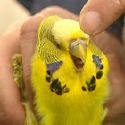 Budgies - Budgies don't require too much.  However, do NOT skimp on the cage you buy for your sweet bird. The bigger the better.  For Budgies, you should buy a cage that is at least 13' by 18' inches. The bars on the cage should be 1/2 inch apart. Your bird needs plenty of space to move about, but they should also have a couple of perches and toys for entertainment.