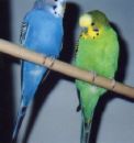 Budgies - Providing your budgie a good diet is extremely important in maintaining your bird's health.  Budgies need fresh water and seed daily.   They also need fresh fruit and vegetables.  My birds seem to love best peas (I use frozen)  and thinly sliced apples.  You may have to persevere somewhat with birds that are not used to eating fruits/vegetables.