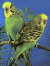 Budgies - The Budgerigar, commonly called a budgie is probably the most popular pet bird in the world. They are small, attractive, friendly and can learn to talk. In the United States they are commonly called Parakeets or keets although they are simply one of many different kinds of Parakeets.
