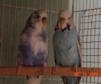 Budgies - Budgies are native to Australia, where flocks of hundreds and sometimes thousands gather at waterholes and feeding areas. The normal wild colour is the familiar green, yellow & black shell marked bird we all know. Breeders have managed to come up with almost every colour bird possible over the years so your choice may be difficult when picking out a pet.