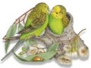 Budgies - If you are lucky enough to find a breeder of Budgies who handfeeds Budgies you will have an absolutely marvelous pet on your hands. They are quite easy to tame even if not handfed with a bit of patience, but a handfed bird is one of a kind.