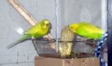 Budgies - It is not easy to tell the sex of a young Budgie, but breeders who know their birds are often successful in telling them apart.
