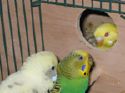 Budgies - Male Budgies are also easy keepers and won't break your budget--you get a lot of bang for your buck when you buy a budgie. They can be tamed and even taught to speak words!