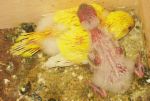 Budgies - Like the American budgie, english  budgie come in an amazing range of colors.  They are called Exhibition or show budgies because they are the parakeets that are entered in bird shows.  The English and American budgie are the same species.  They can be interbred.