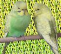 Budgies - Budgies need company.  It would be cruel to keep a budgie alone if you did not spend adequate time with it.  I would imagine that you need to plan on spending at least a half hour a day (at a minimum)  with your budgie pal to keep it happy and to tame it.