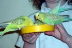 Budgies - Budgies handfed baby budgie in the photo above right is enjoying some time with a human friend.  Be sure to have your budgies wing feathers trimmed properly, when you are taming your bird.  This is for the safety of the bird.