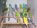 Budgies - Buy a cage that has a nice big door so that you can get your Budgies in and out of its cage easily.