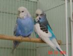 Budgies - Sooner or later, Budgies will give in and try it. I use avimin in the birds' water. I also keep a mineral block in the bird's cage. Budgies love spray millet, but it is fattening so I would not recommend feeding it more than occasionally.