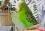 Budgies - If your Budgies don't seem to be eating your green offerings, try using a clothes pin and place the fruit or vegetable so they can reach it while sitting in their favorite spot on their perch.