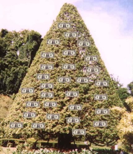 Money tree - Money tree