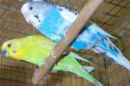 Budgies - Once the Budgies are past 6 months or so, it is fairly easy to tell by looking at the cere just above the top of the beak. This area will change colour and the male’s will be a blue or purple colour with the female’s being a brown.