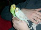 Budgies - If you are looking for a parrot that has personality and is playful, but you don't want the hassle and demands of a large bird, the budgie is your bird!