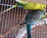 Budgies - Many people say that parrots should be out of their cages for two hours per day to keep them happy.  Both males and females make excellent pets.