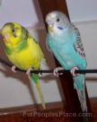 Budgies - Having Budgies wings clipped will prevent the bird from crashing at full speed into windows or mirrors, flying into a toilet and drowning, or escaping out an open door.  With its wings clipped, your budgie should be able to flutter to the ground safely.