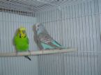 Budgies - Although a male Budgie may have more talent when it comes to speaking.  Remember, the more time you spend with your Budgies, the tamer and friendlier it will be become.