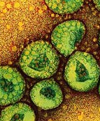 science - bacteriology