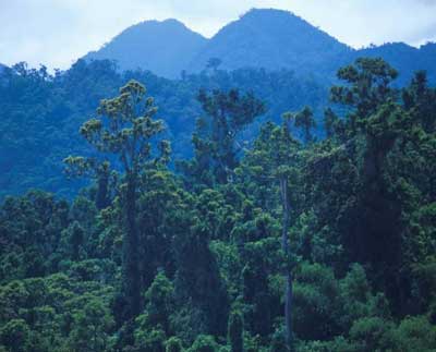 Cagayan - Cagayan forest