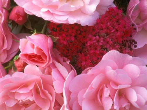 Rose - Flowers
