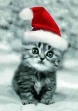 Merry Christmas - cat Christmas