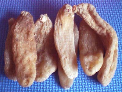 gastrodia tuber: tianma: good for ladies' health,  - gastrodia tuber: tianma: Chinese hurb good for ladies' health, and to cure headache