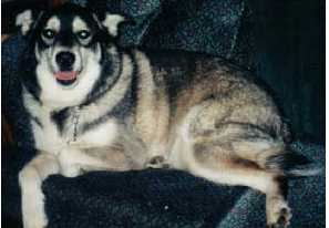 Thunder my dog - My Huskey dog, thunder adopted from the humane society