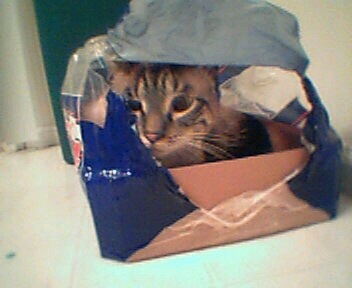 Bottled cats, anyone? - Bottled cats, anyone?