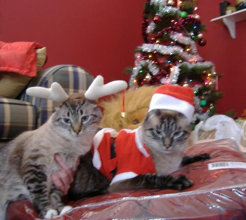 Merry Christmas! - Merry Christmas!