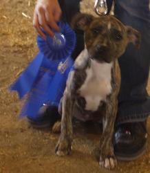 Storm Chaser w/ a 1st place - This is Storm Chaser the American Pit Bull Terrier, she is gray brindle/white. This is her at her 1st show where she took 1st place both days.