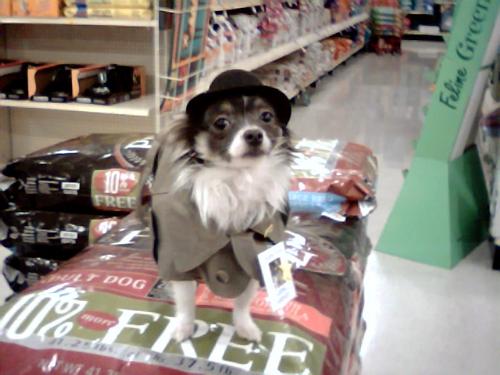 Detective Gizmo Gadget - This is Gizmo my 5 lb. Blue & White long haired Chihuahua.  Halloween Contest 2005