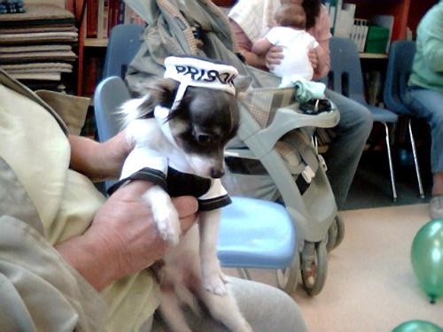 Prisoner Gizmo  - Gizmo at the Halloween MeetUp dressed as a prisoner 8 mos. old.